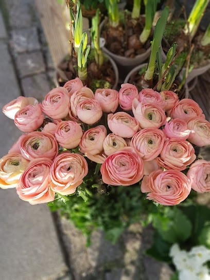 Acacia, Blomsterhandler i Svendborg